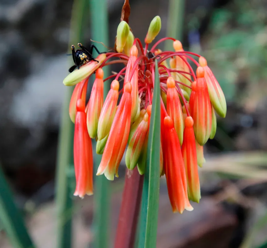 Plante clivia mirabilis montrant ses caractéristiques typiques