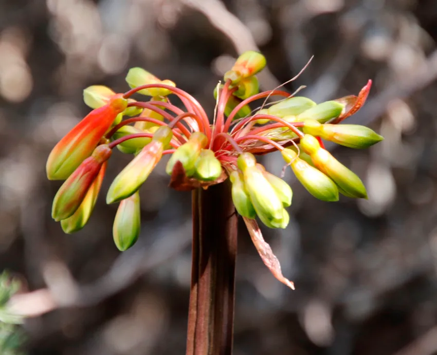 Plante clivia mirabilis montrant ses caractéristiques typiques