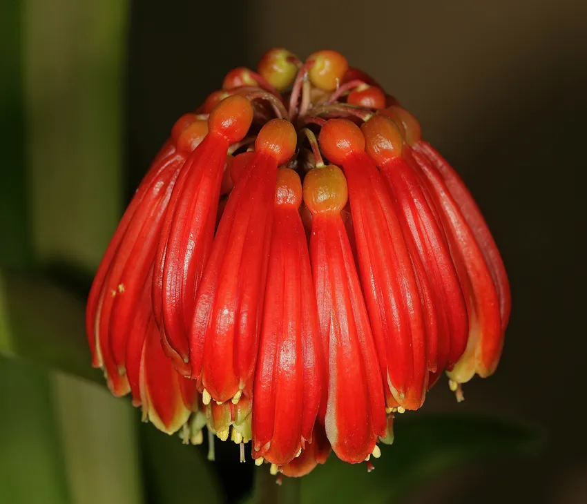 Plante clivia nobilis montrant ses caractéristiques typiques