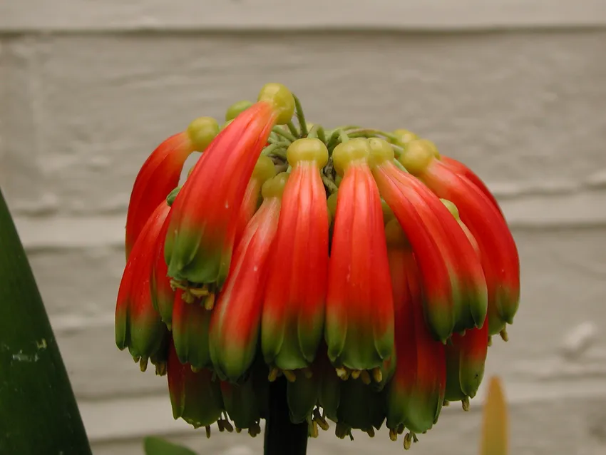Plante clivia nobilis montrant ses caractéristiques typiques
