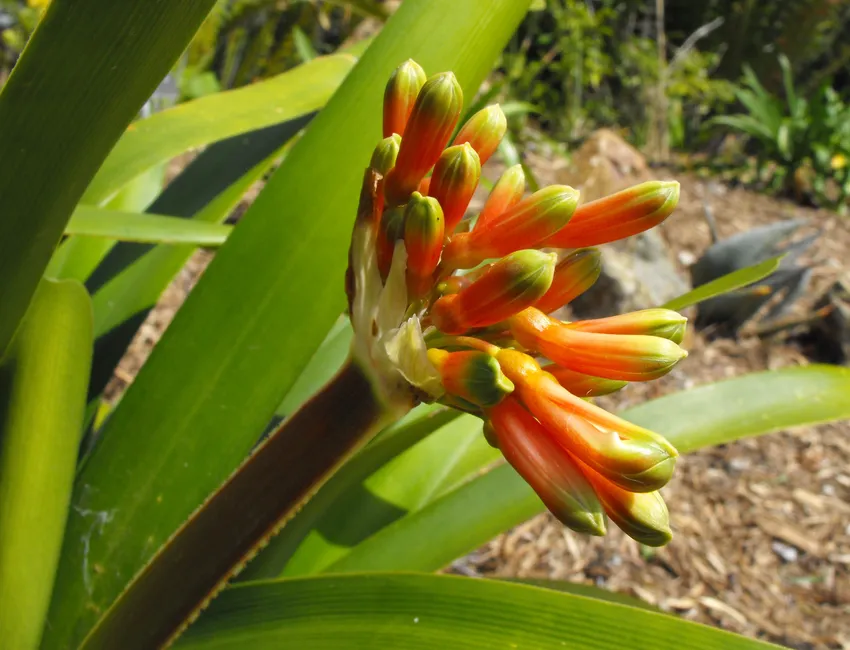 Plante clivia nobilis montrant ses caractéristiques typiques