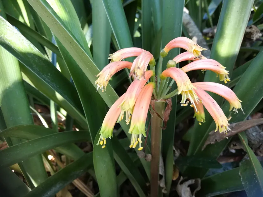 Plante clivia nobilis montrant ses caractéristiques typiques