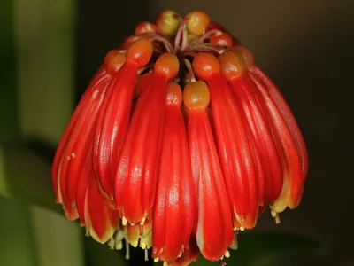 Image miniature clivia nobilis