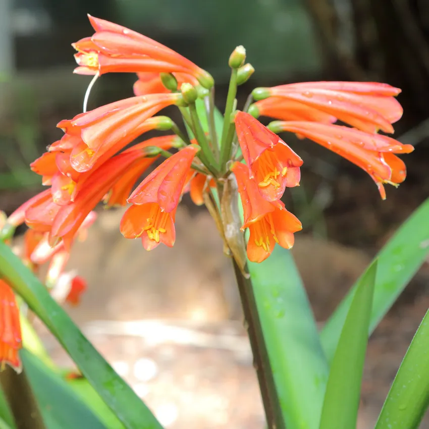 Plante clivia robusta montrant ses caractéristiques typiques