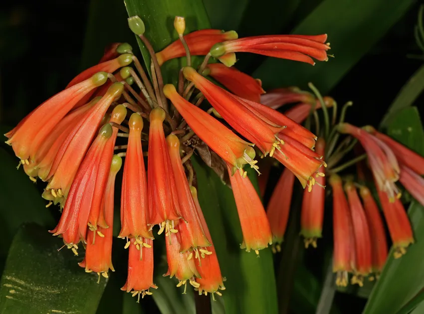 Plante clivia robusta montrant ses caractéristiques typiques