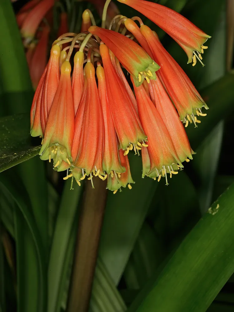 Plante clivia robusta montrant ses caractéristiques typiques