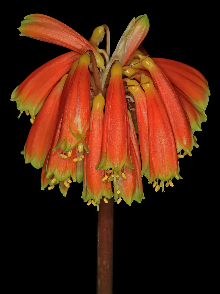 Plante clivia robusta montrant ses caractéristiques typiques