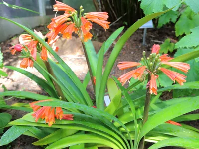 Image miniature clivia robusta