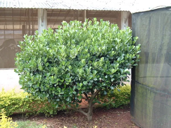 clusia fluminensis plant showing characteristic features