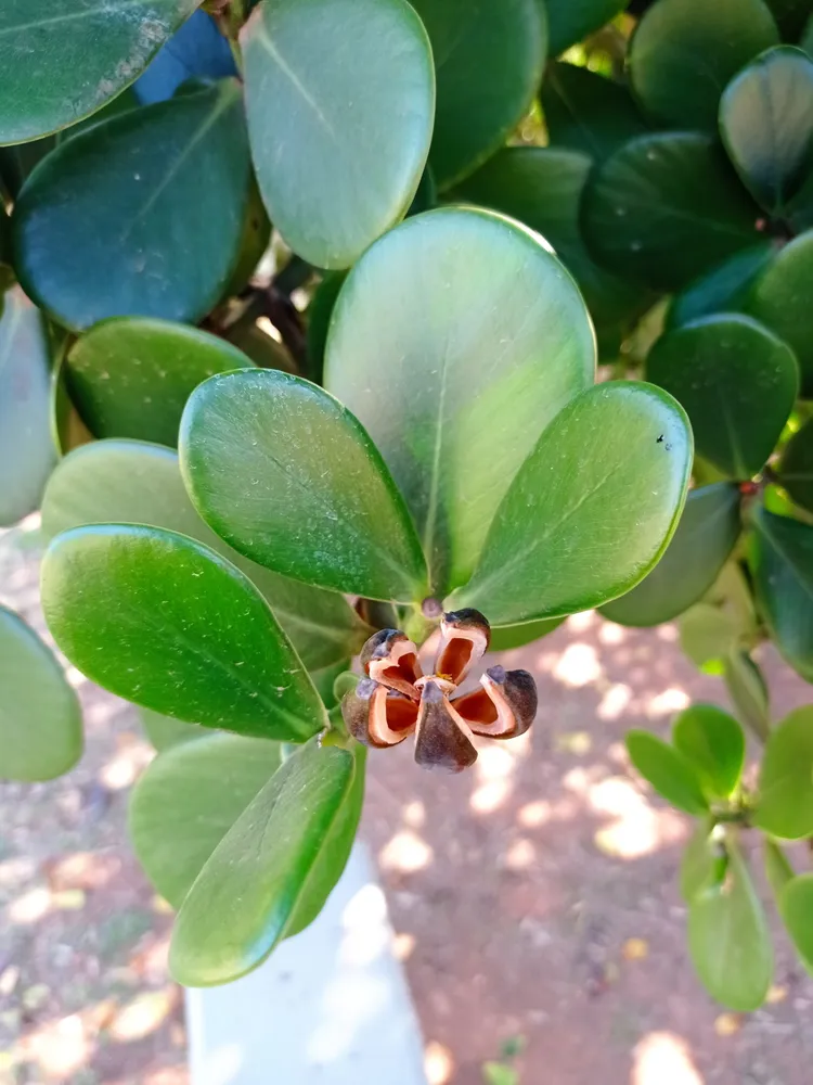 clusia fluminensis plant showing characteristic features
