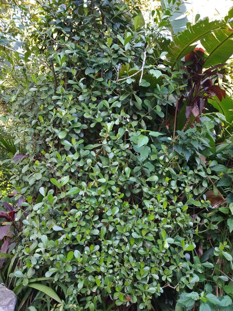 clusia fluminensis plant showing characteristic features