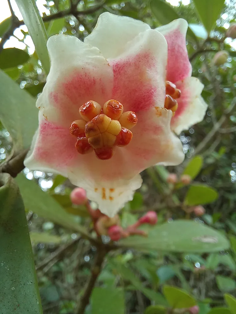 clusia fluminensis plant showing characteristic features