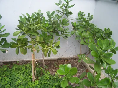 thumbnail clusia fluminensis
