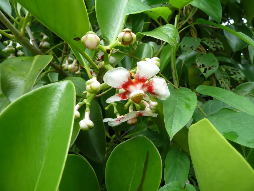 clusia lanceolata plant showing characteristic features