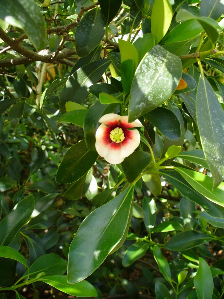 clusia lanceolata plant showing characteristic features