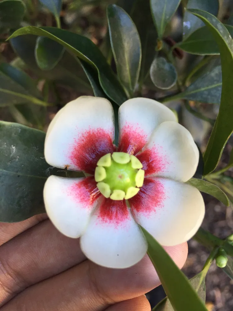 clusia lanceolata plant showing characteristic features
