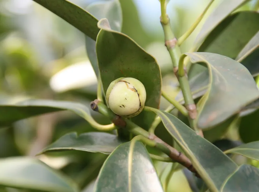 clusia lanceolata plant showing characteristic features