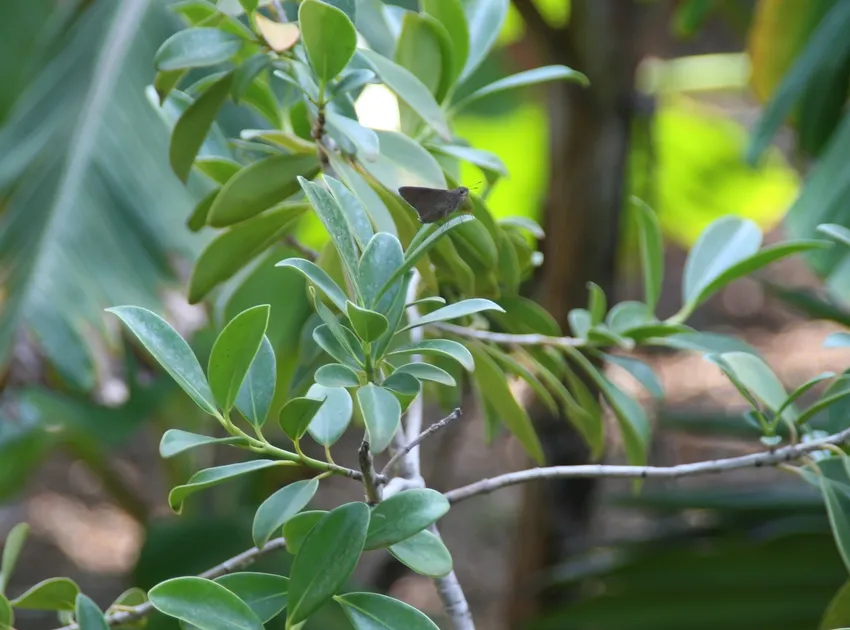 clusia lanceolata plant showing characteristic features