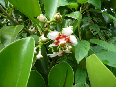 thumbnail clusia lanceolata
