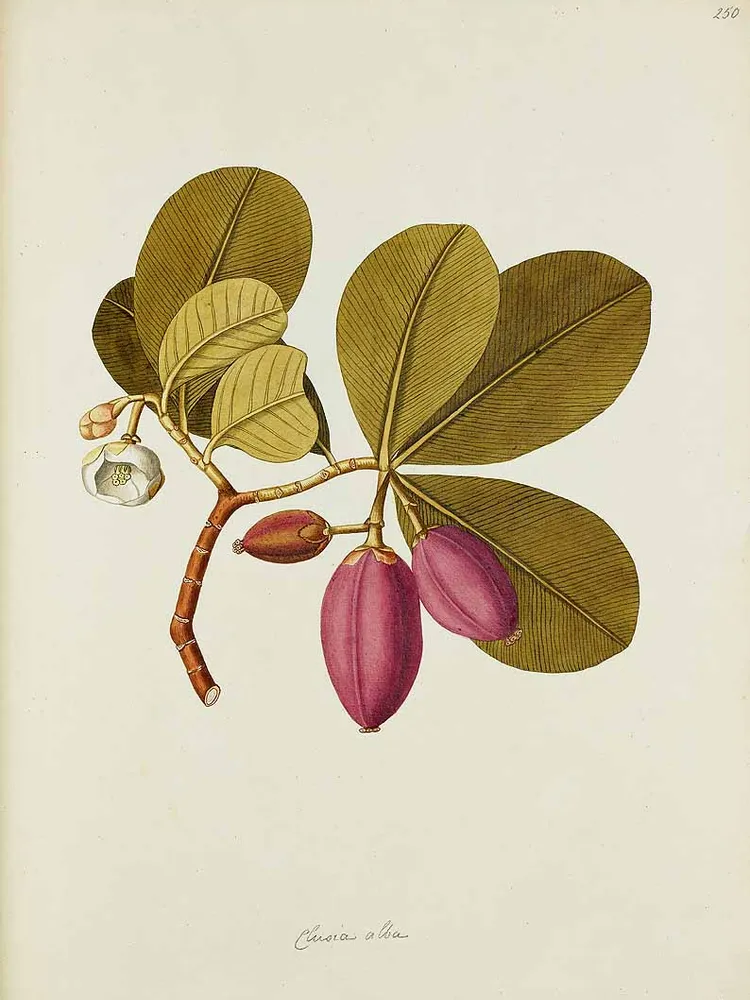 clusia major plant showing characteristic features