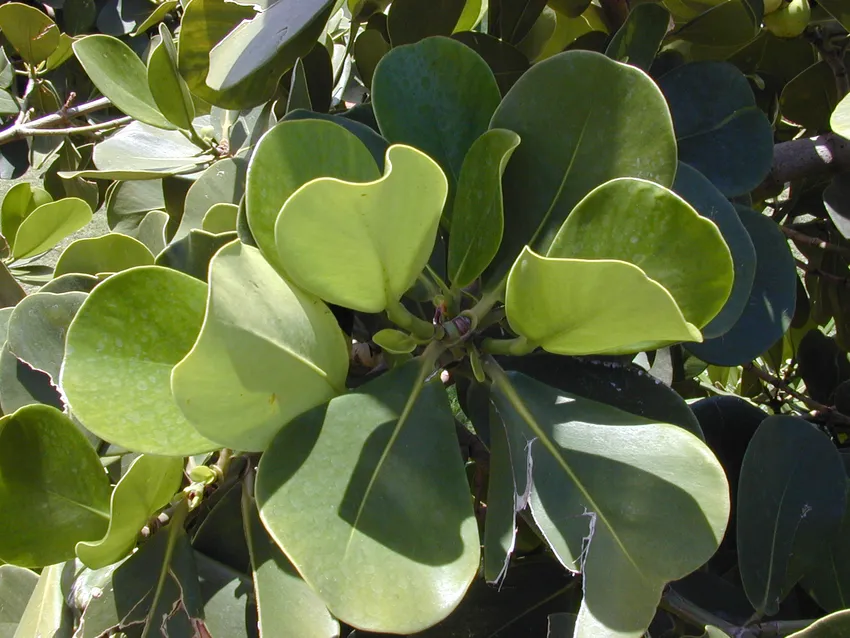 clusia major plant showing characteristic features