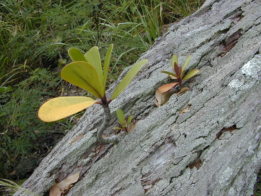 clusia major plant showing characteristic features