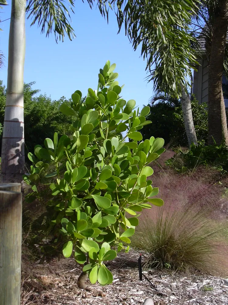 clusia major plant showing characteristic features