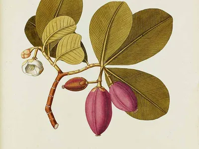 thumbnail clusia major