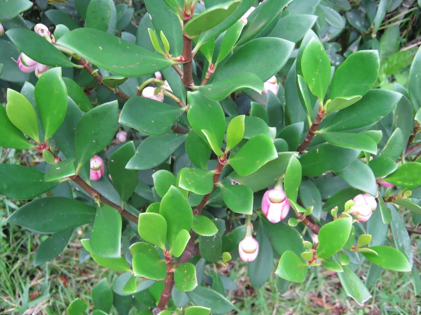 clusia orthoneura plant showing characteristic features