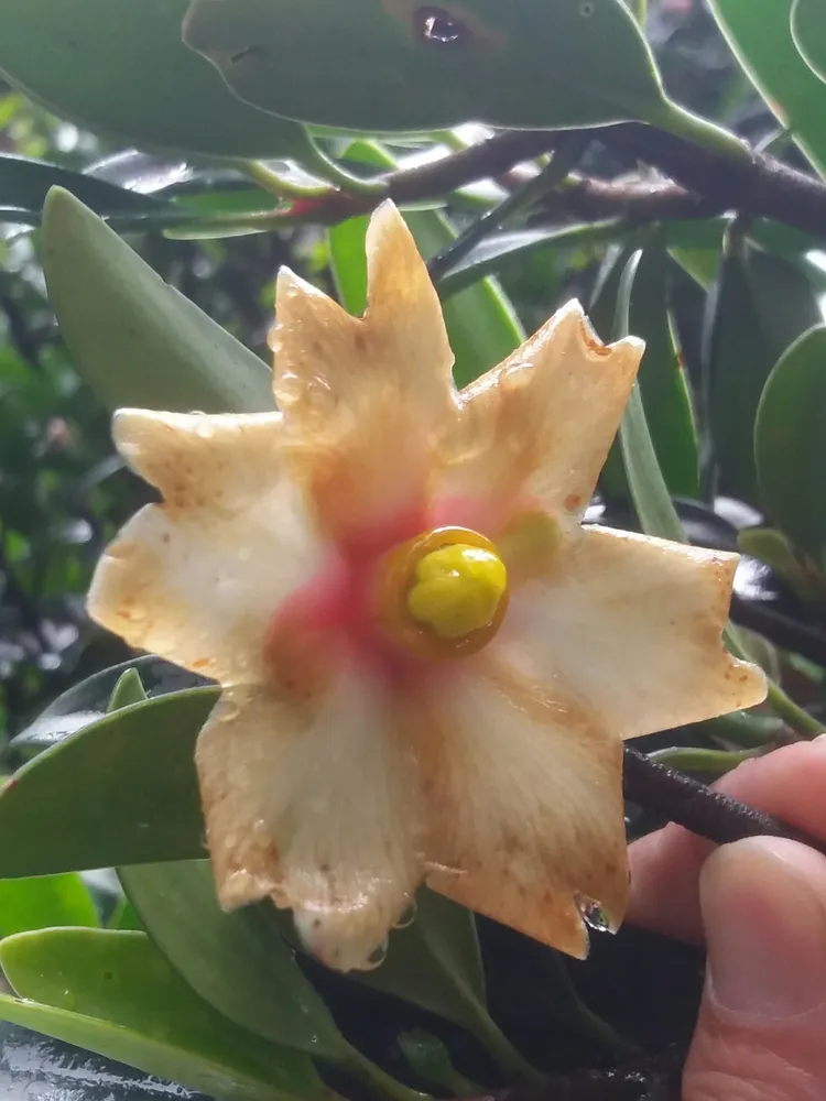 clusia orthoneura plant showing characteristic features