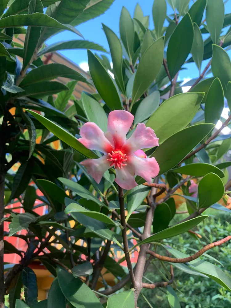 clusia orthoneura plant showing characteristic features