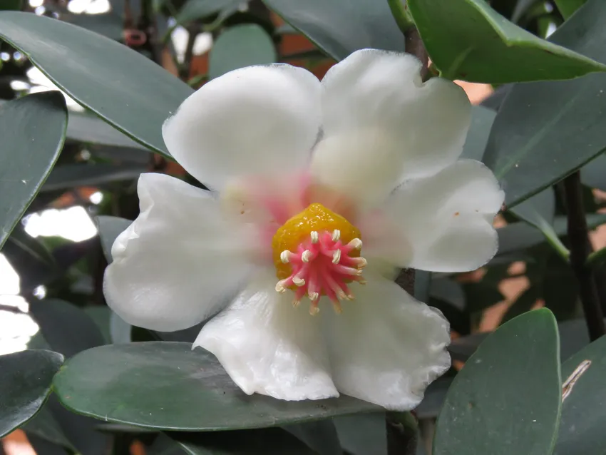 clusia orthoneura plant showing characteristic features