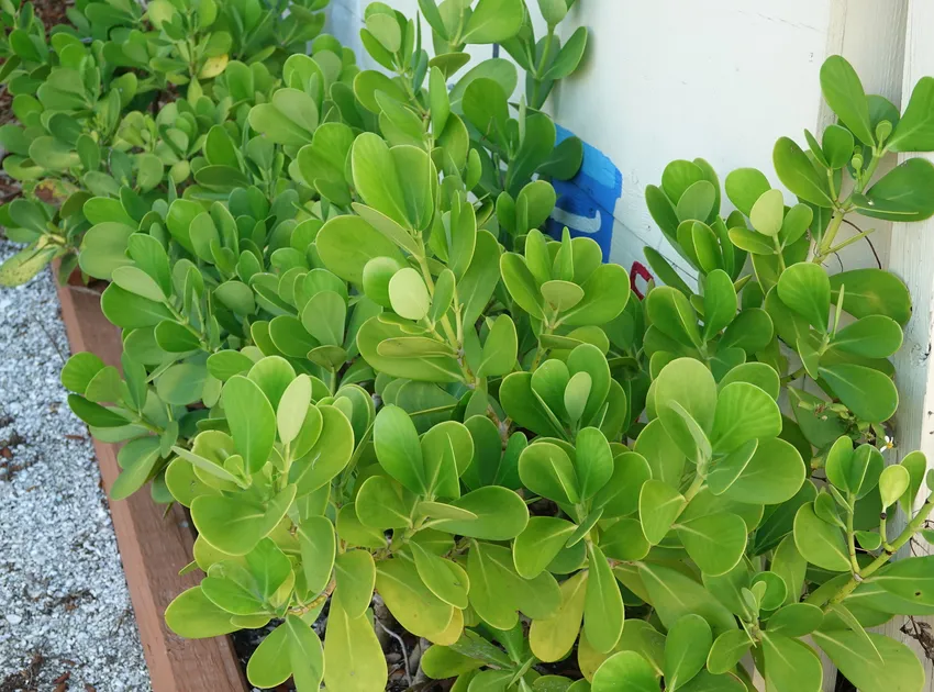 clusia rosea plant showing characteristic features