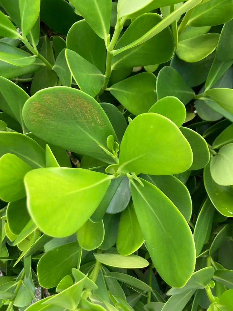 clusia rosea plant showing characteristic features