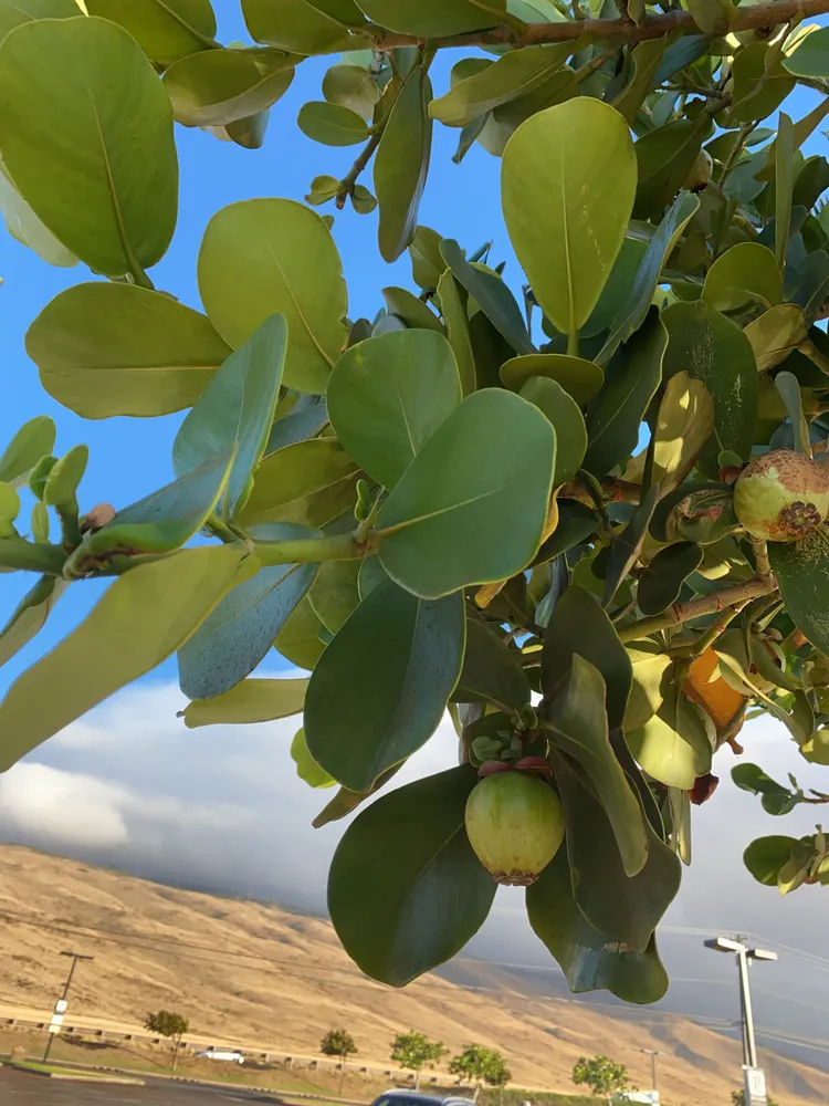 clusia rosea plant showing characteristic features