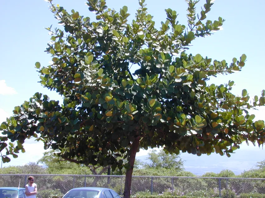 clusia rosea plant showing characteristic features