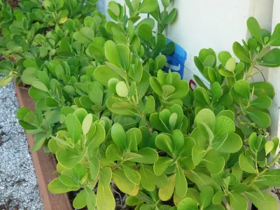 thumbnail clusia rosea