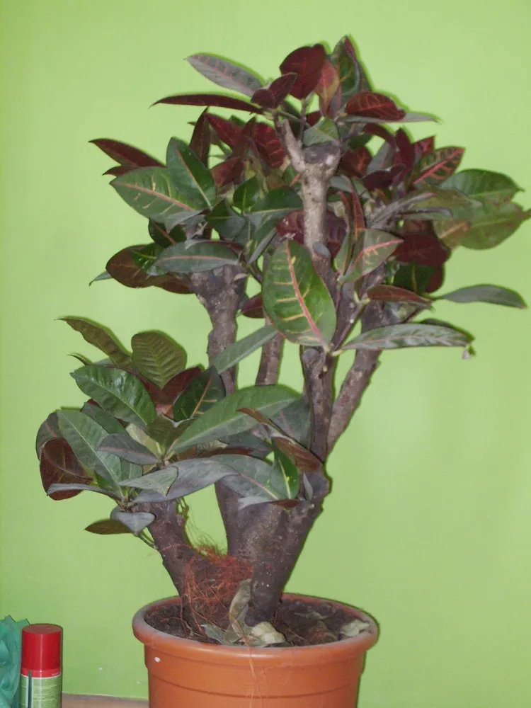 Plante codiaeum variegatum montrant ses caractéristiques typiques