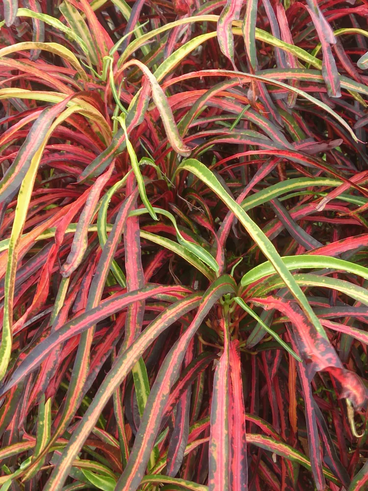 Plante codiaeum variegatum montrant ses caractéristiques typiques