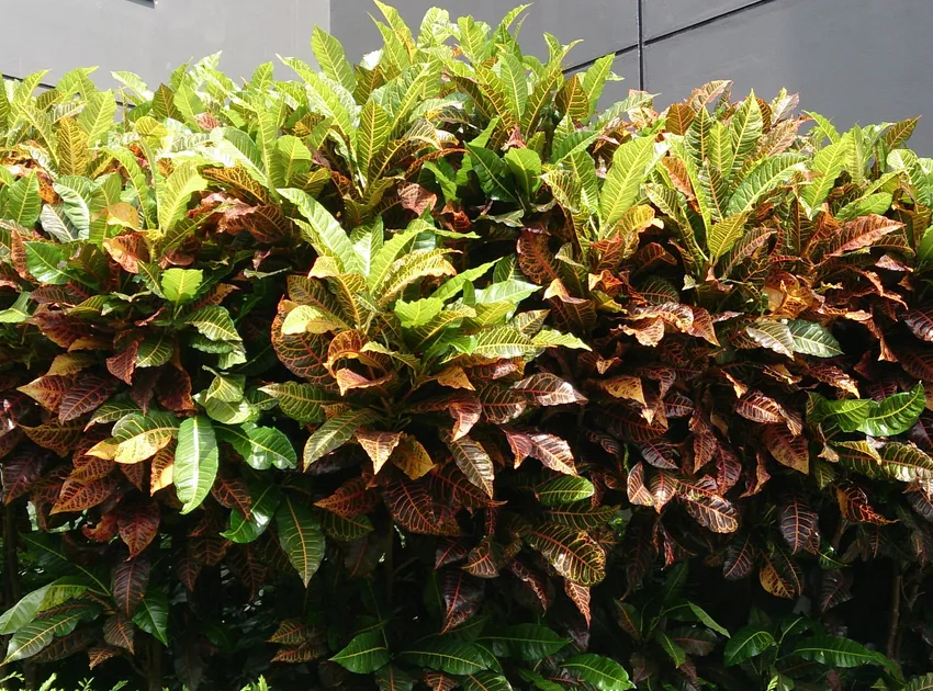 Plante codiaeum variegatum montrant ses caractéristiques typiques