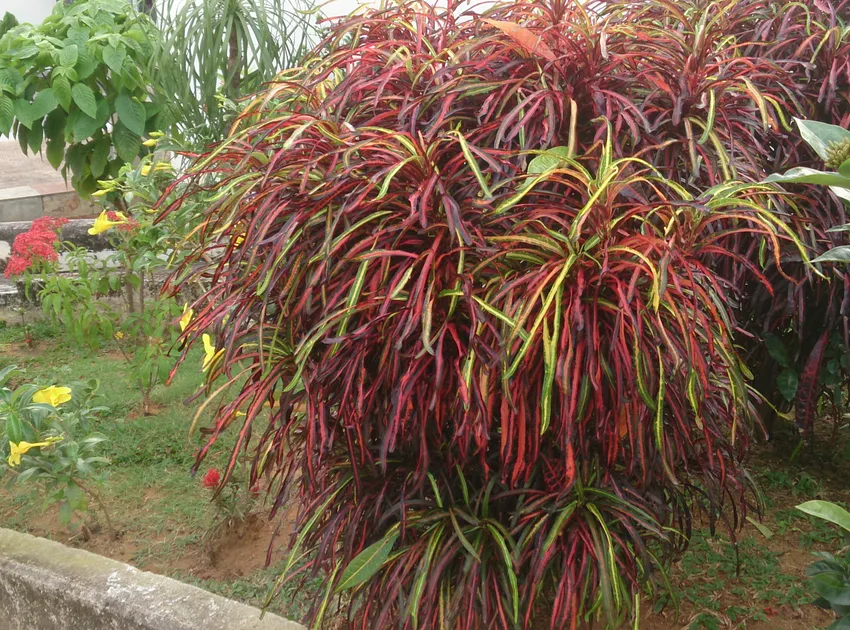 Plante codiaeum variegatum montrant ses caractéristiques typiques