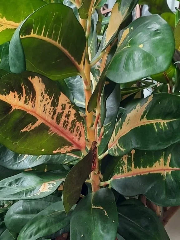 Plante codiaeum variegatum montrant ses caractéristiques typiques