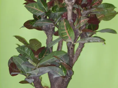 Image miniature codiaeum variegatum