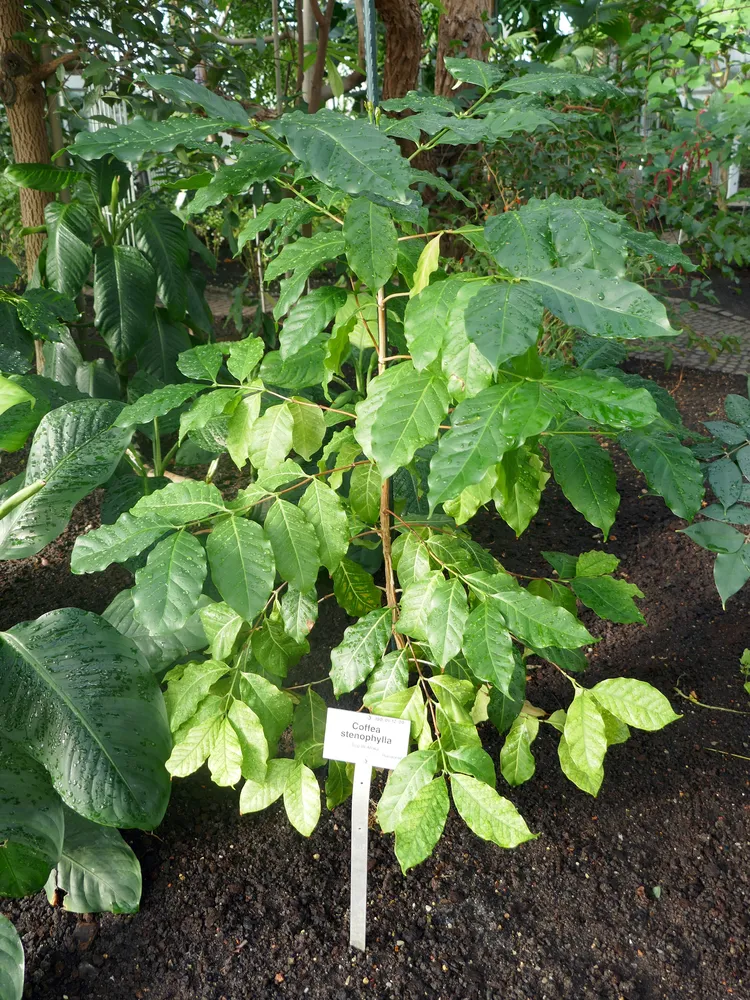 coffea stenophylla plant showing characteristic features