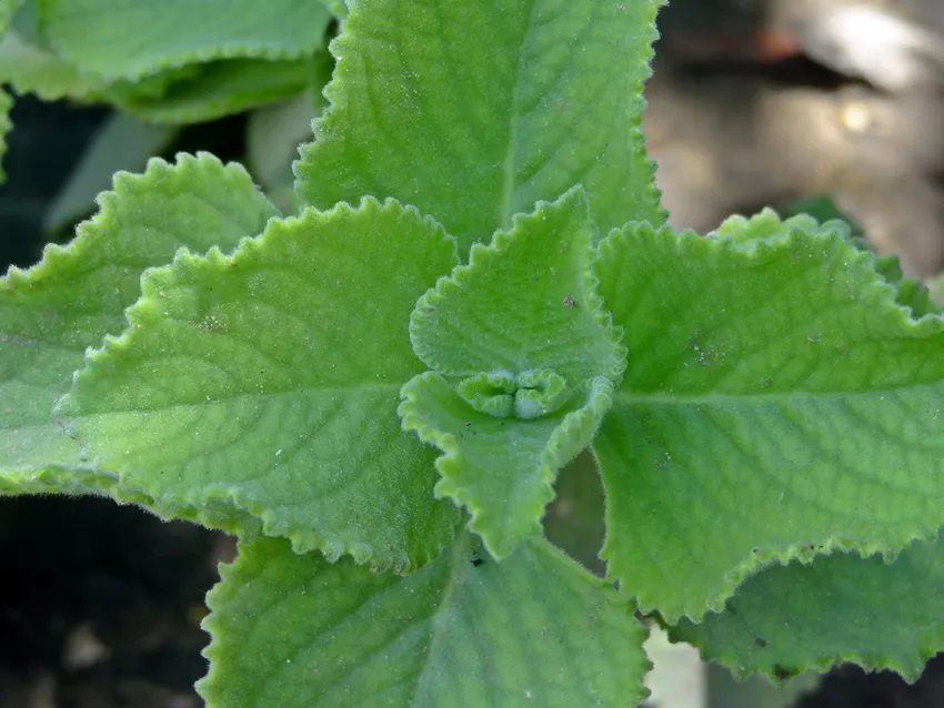 Plante coleus amboinicus montrant ses caractéristiques typiques