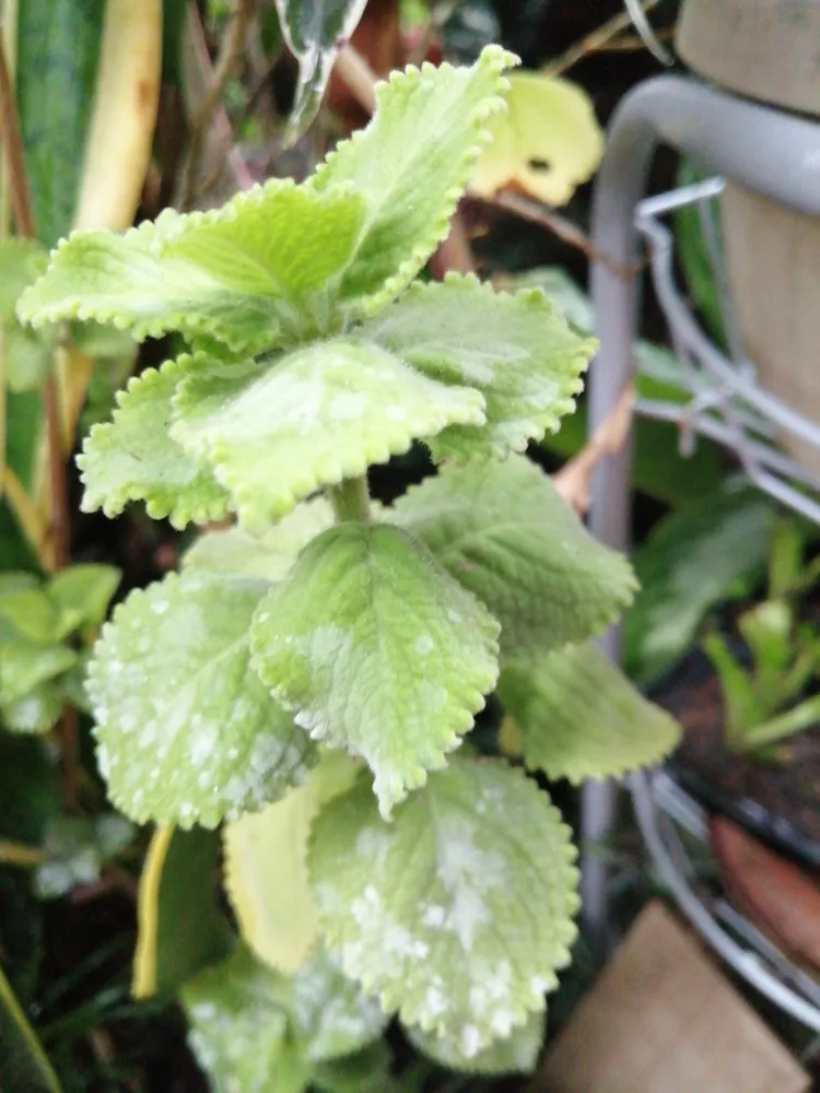 Plante coleus amboinicus montrant ses caractéristiques typiques