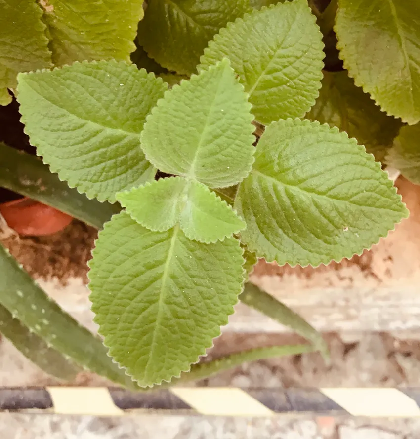 Plante coleus amboinicus montrant ses caractéristiques typiques