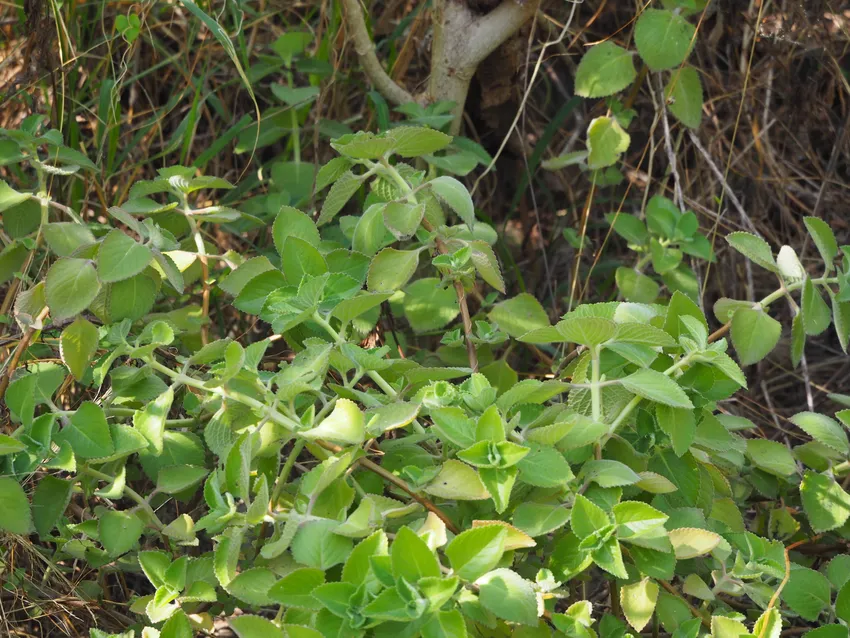 Plante coleus amboinicus montrant ses caractéristiques typiques