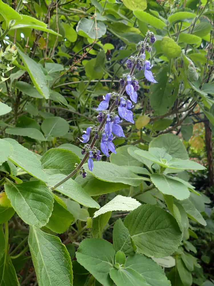 Plante coleus barbatus montrant ses caractéristiques typiques