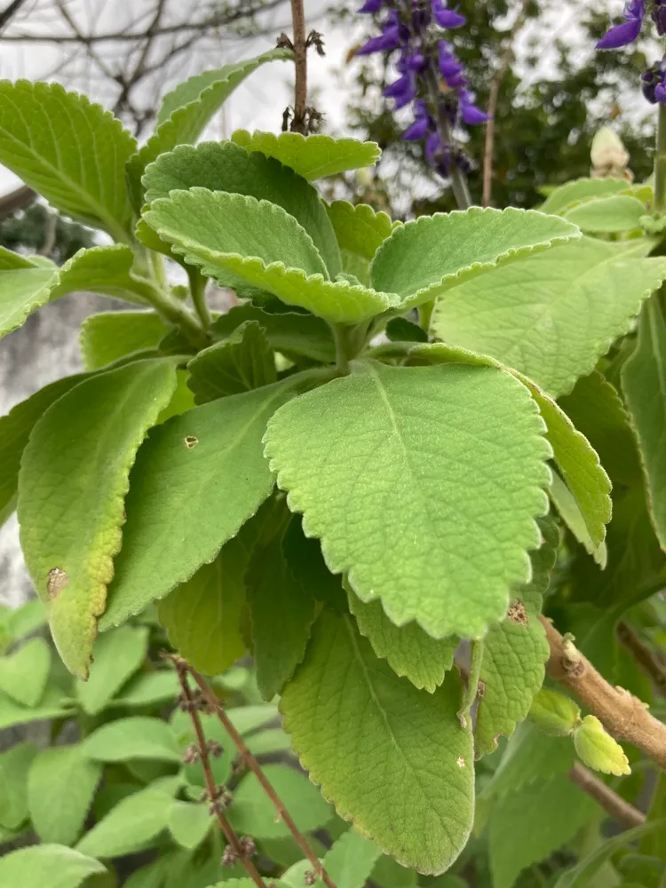 Plante coleus barbatus montrant ses caractéristiques typiques